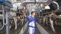 Dairy Farm Worker
